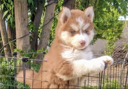 Siberian husky puppies 92@330@540*6115