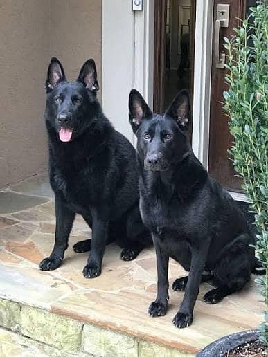 Pedigree long coated black German shepherd puppies available for sale