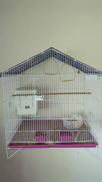 love bird cream colour