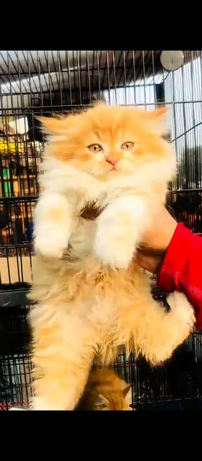 Cat Persian Persian kittens Blue eyes long hair 03/40\58/786\97(⁠T⁠T⁠)