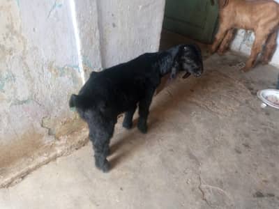 3 Bakra for sale final 35 hazar