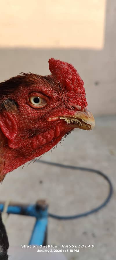 old bleed lain aseel