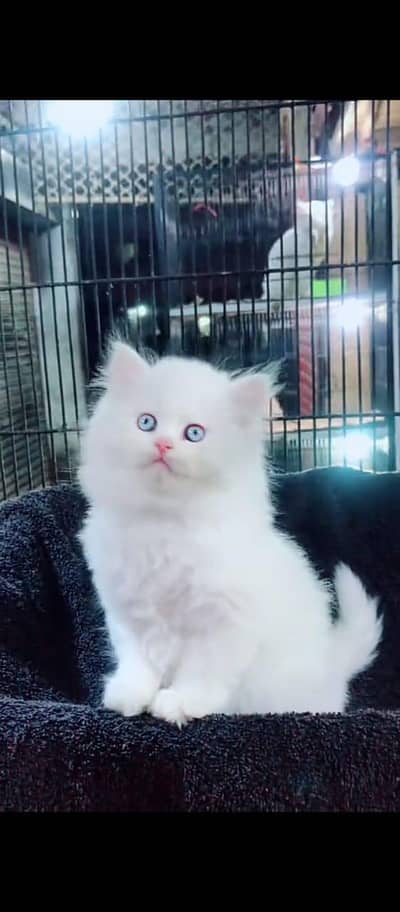 Cat Persian Persian kittens Blue eyes long hair 03/40\58/786\97^⁠_⁠^