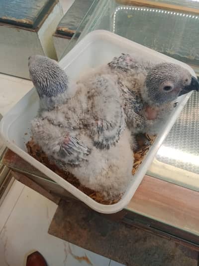 . African. greyBeautiful. parrots. pair. 2. menth. . 03026532006