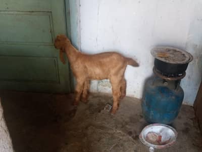 3 Bakra for sale hein final 35 hazar