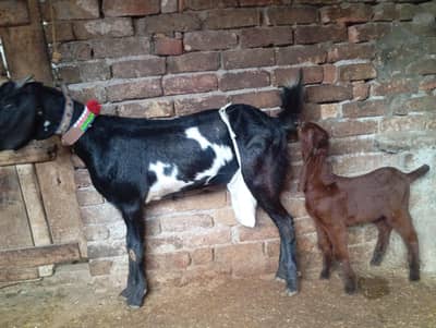 Amristsari beetal 2 dant path with one male kid