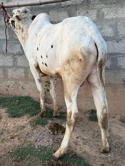 Qurbanii bulls available for Eid