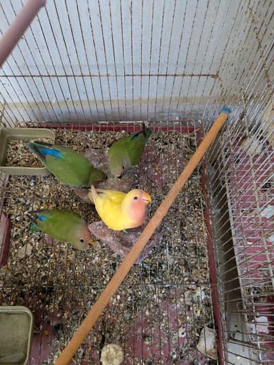 Lovebird Top Quality Patthay For Sale