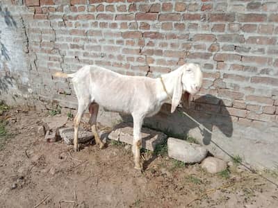 Rajanpuri Goat For Sale