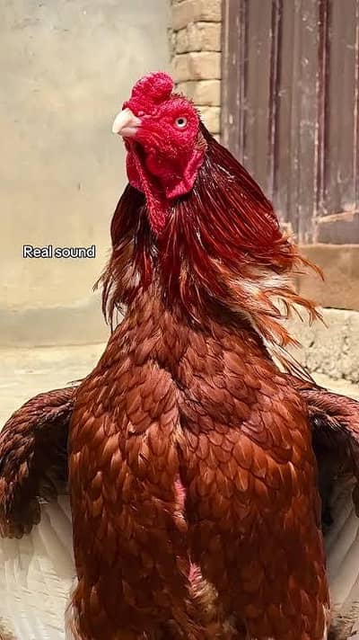 breeder Male Top Quality