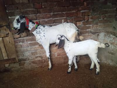 Makhi cheeni kheeri path with one female