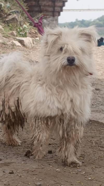 triple code Poodle mail available Baaton ka full train for sale