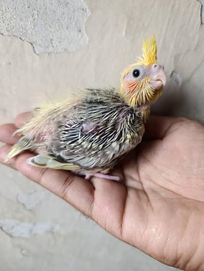 Cocktail Chick Available for handtame