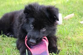 Pedigree long coated black German shepherd puppies available for sale