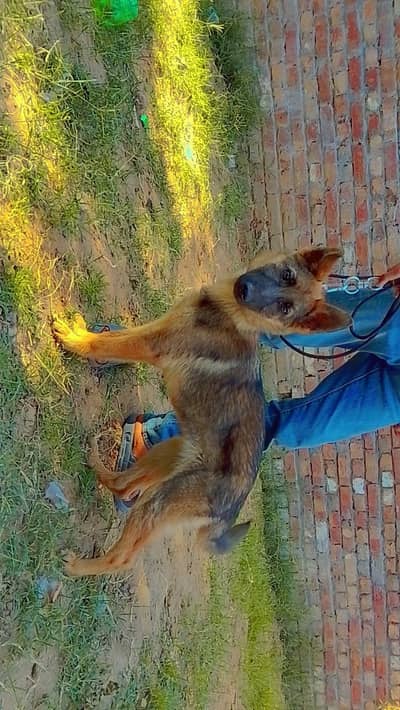 full healthy and active