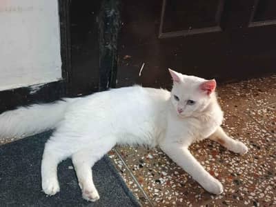 Persian Male Big Cat