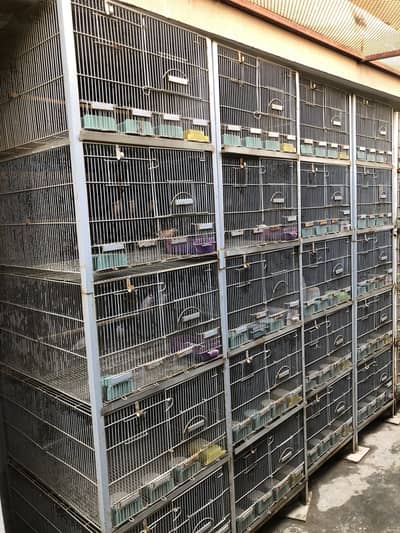 Conure/lovebirds/java cages