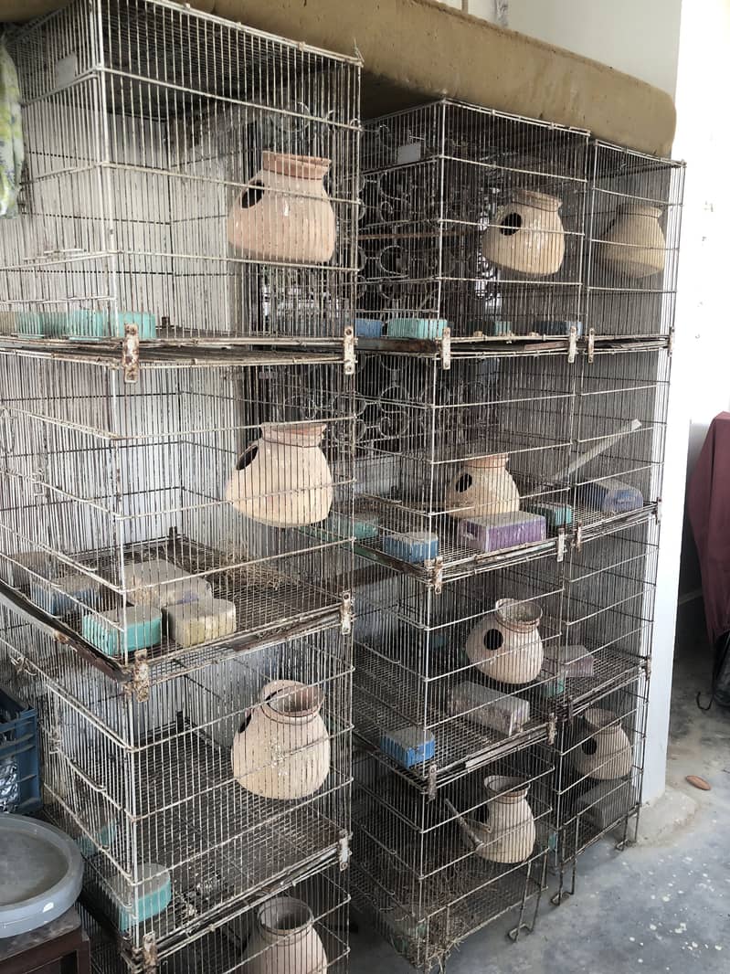 Conure/lovebirds/java cages 4