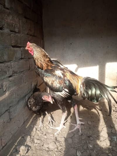 aseel male female for sale 03254740462 is pay what app number ha