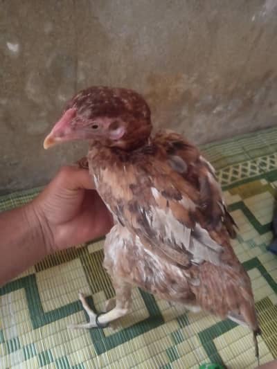 tade nasl aseel mueghi kurak