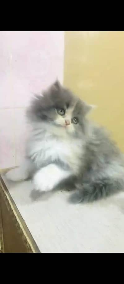 Cat Persian Persian kittens Blue eyes long hair 03/40\58/786\97=⁠-⁠O