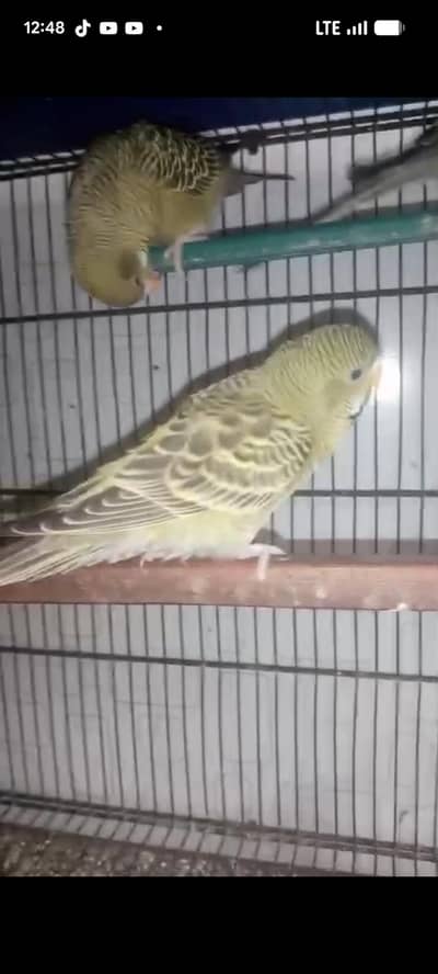 black face split black wing bf/bw