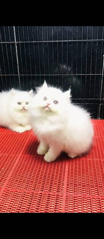 Cat Persian Persian kittens Blue eyes long hair 03/40\58/786\97