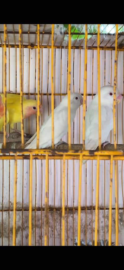 Albino red eyes adult pair, and common lutino, contact 03077965568