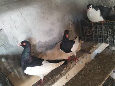 Danish breder pair for sale