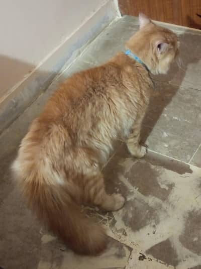 breeder male for sale