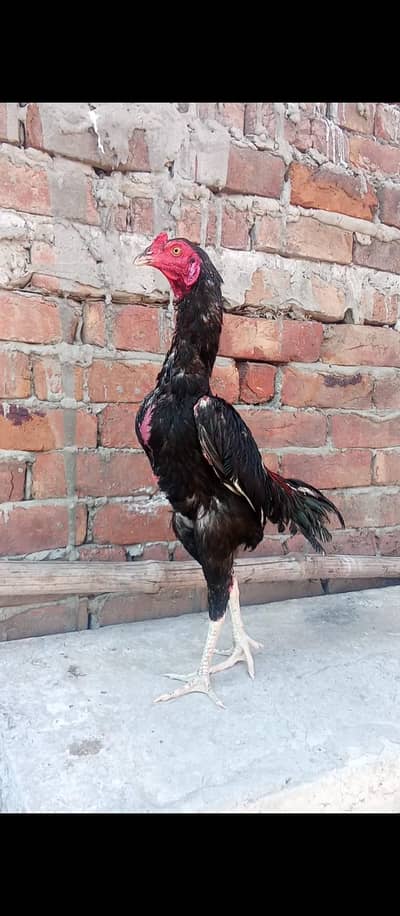 aseel Thai chicke pair