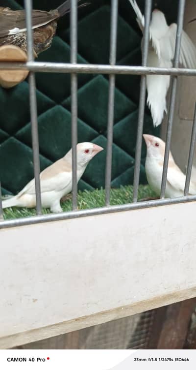 Red eye bamglize & Euro banglize