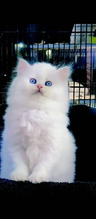 Cat Persian Persian kittens Blue eyes long hair 03/40\58/786\97:⁠^⁠)