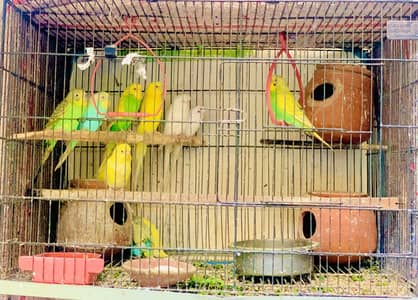 Budgie for sale with cadge
