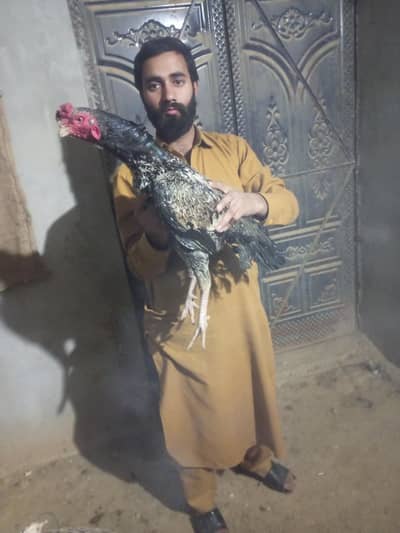 Aseel lsani murga sale