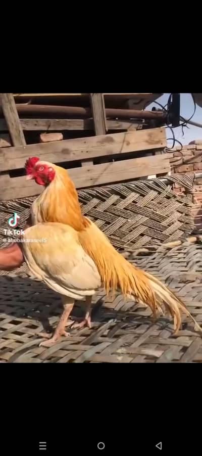 for sale aseelsontol. cocktail. pair comon white  pair . conor one pic