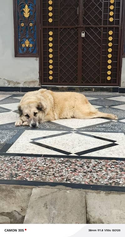 wastup num 0302.5109073