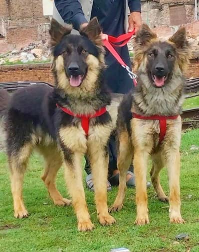 pure king shefard  pior 7 month security train for sale