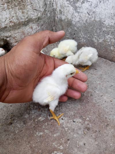 Heera aseel chicks 03014237451 call me