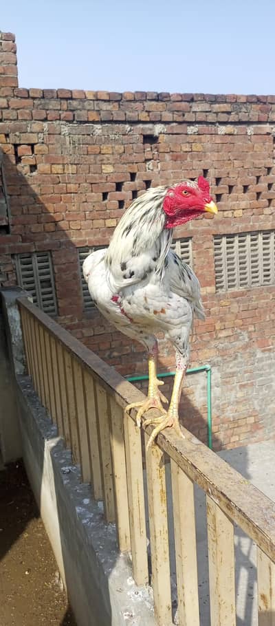 2 Aseel Shamo Miawali Breed cross total