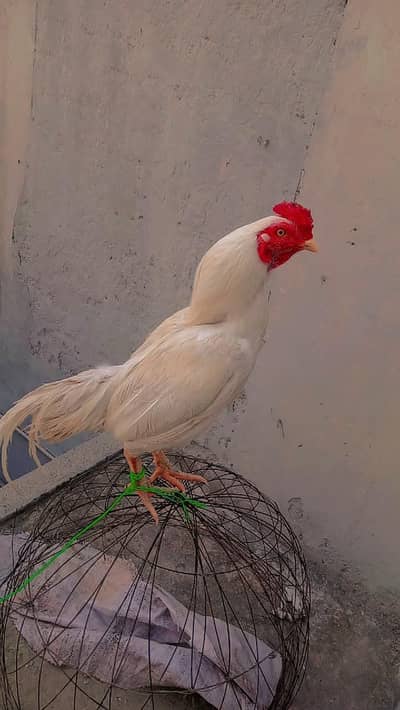 White Hen Assel Herra Beautiful