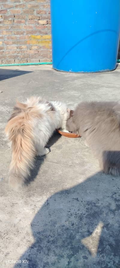 Persian triple coat pair