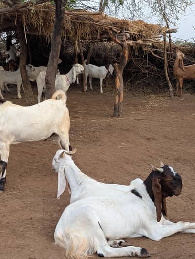 Qurbani 2026 k Desi Bakray