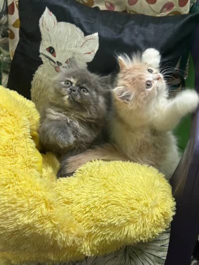 pwrsian triplecoat female kittens