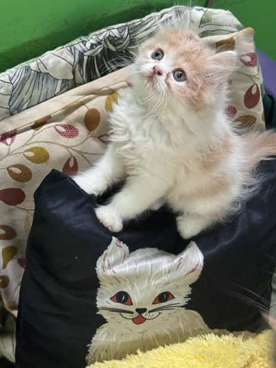 pwrsian triplecoat female kittens