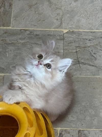 pwrsian triplecoat female kittens and one male  kitten