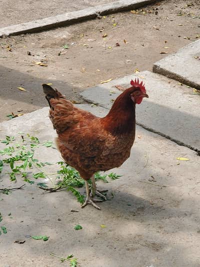 ghar ki pali hoi egg lying  morgia