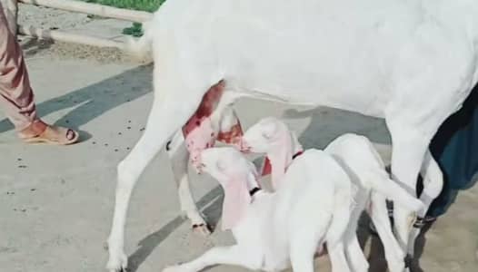 2 Bacchon Ka Sath Rajanpuri Bakri For Sale. +03228068308