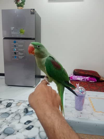 Fresh & Taim Raw parrot