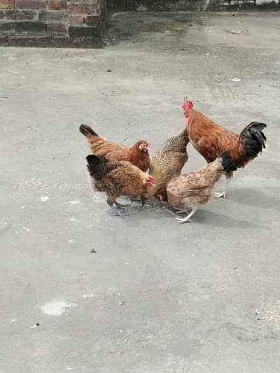 5 murgi or 2 murgay hen